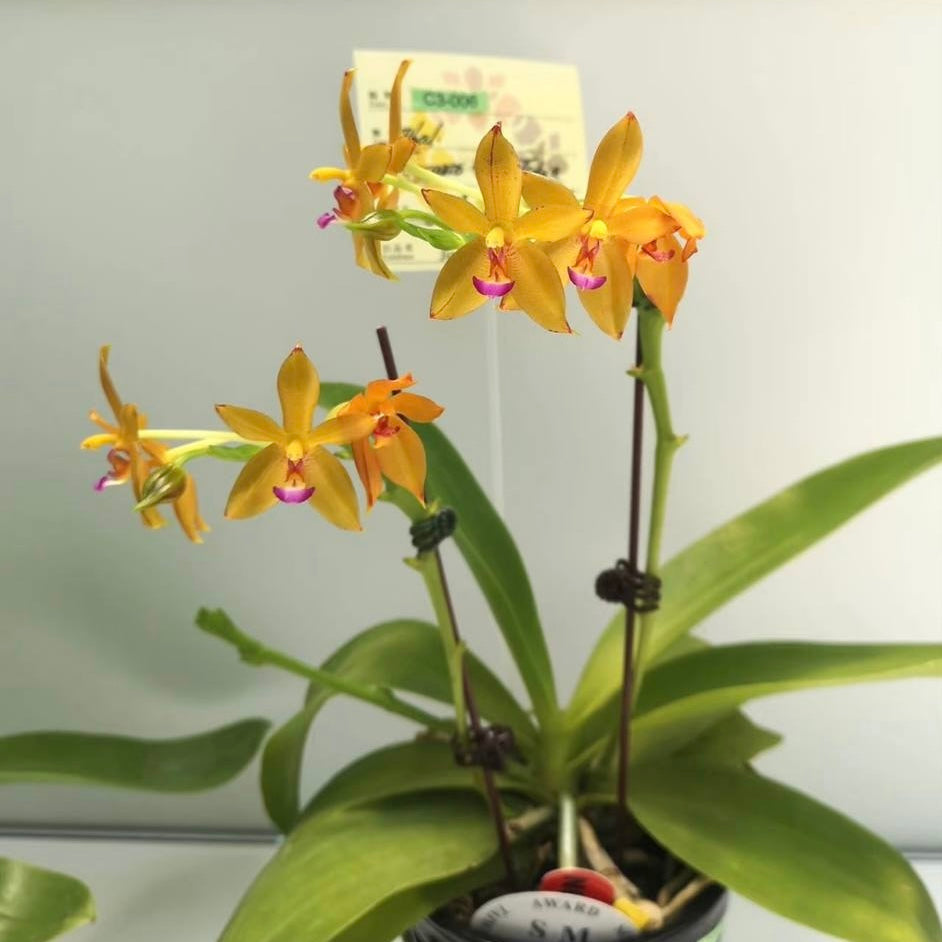 Phal. Cesario Gene Tobia “Jiaho Lyme” SM/TOGA - in spike/bloom