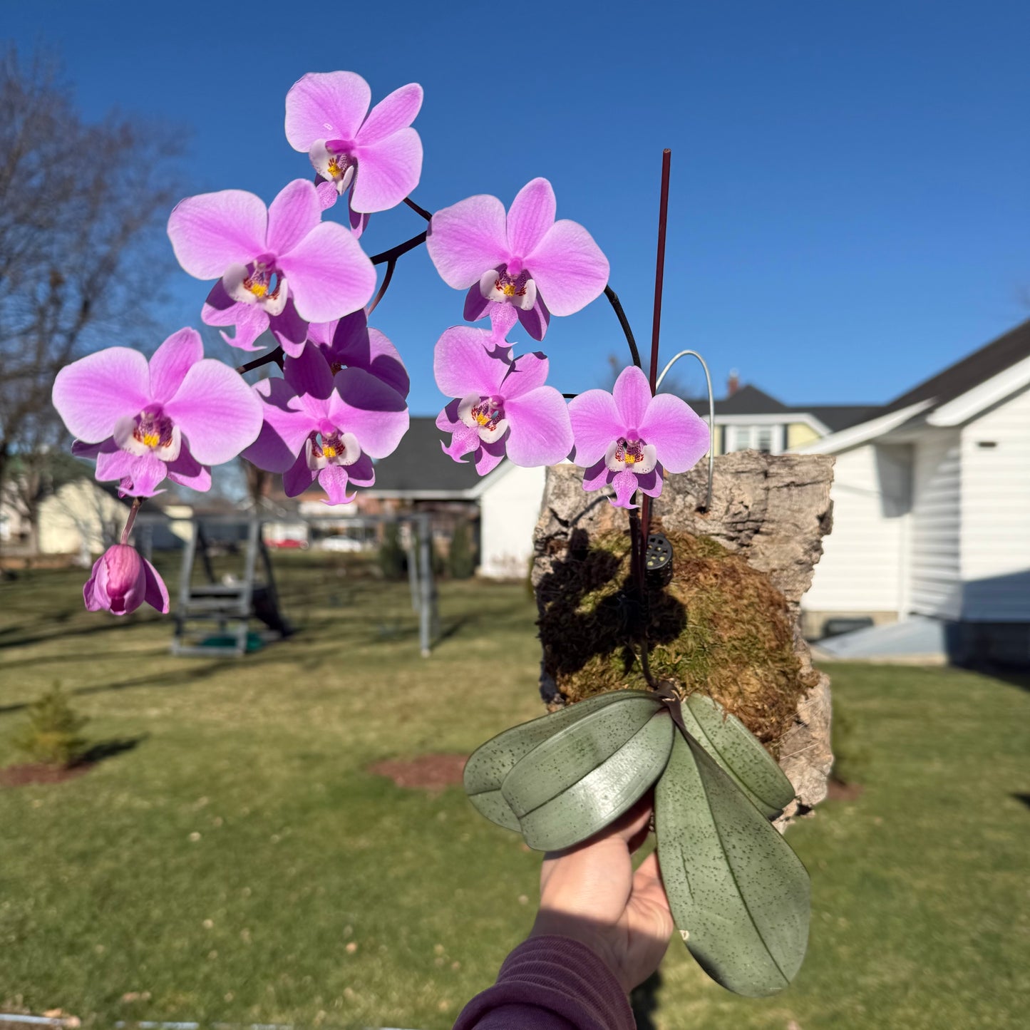 Phalaenopsis schilleriana 'Sliver Moonlight'