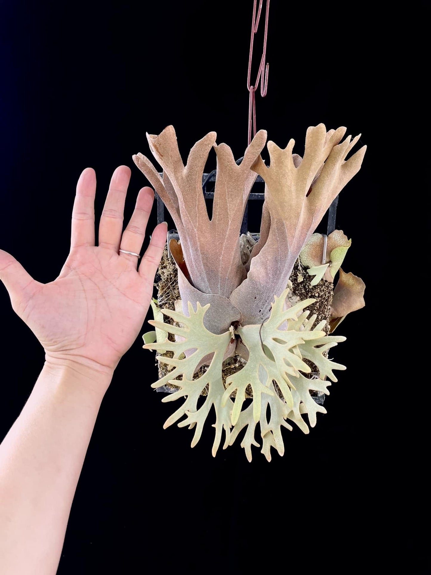 Platycerium Willinckii yellow moon spore “Dwarf select” #31