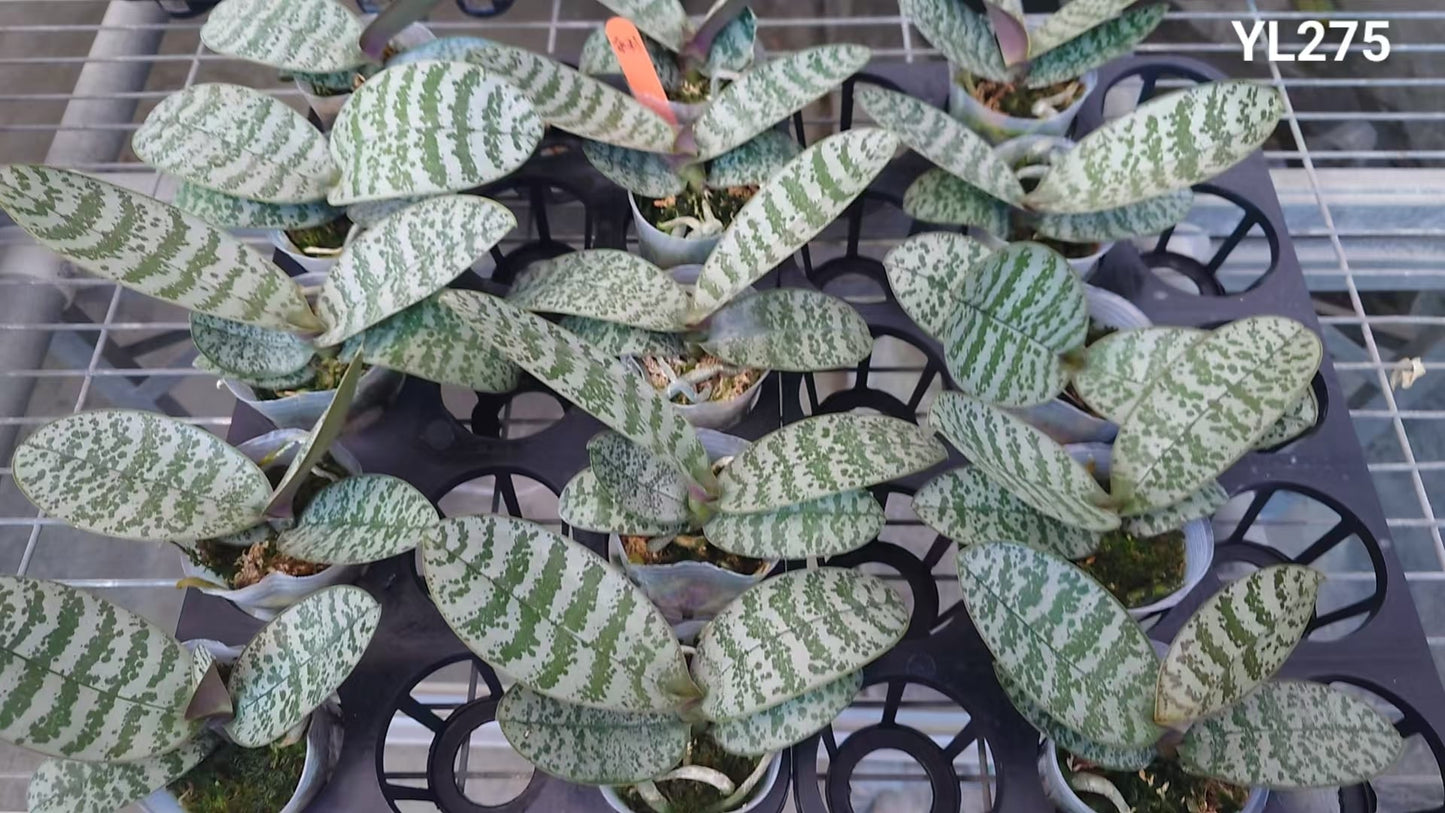 Multiple Phalaenopsis schilleriana ‘YL275’ plants with striking silvery foliage in nursery pots, perfect for home and garden orchid displays.