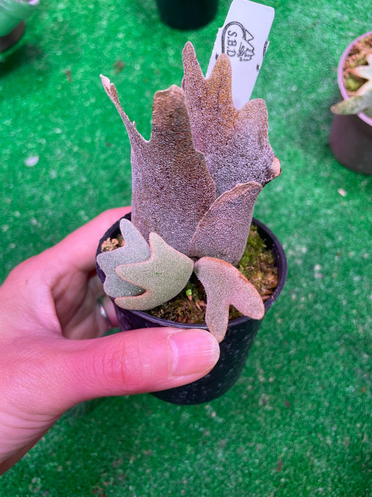 Platycerium Willinckii Nook Dwarf spore