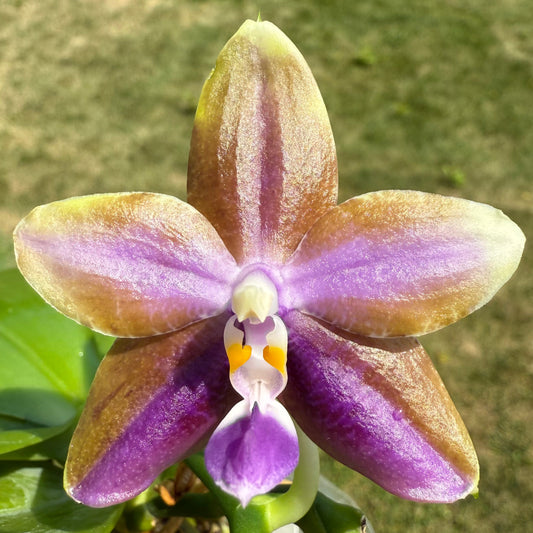 QA081-Phal. Smiley Bluebird x Phal .Mituo Princess 'Blue Jewel'