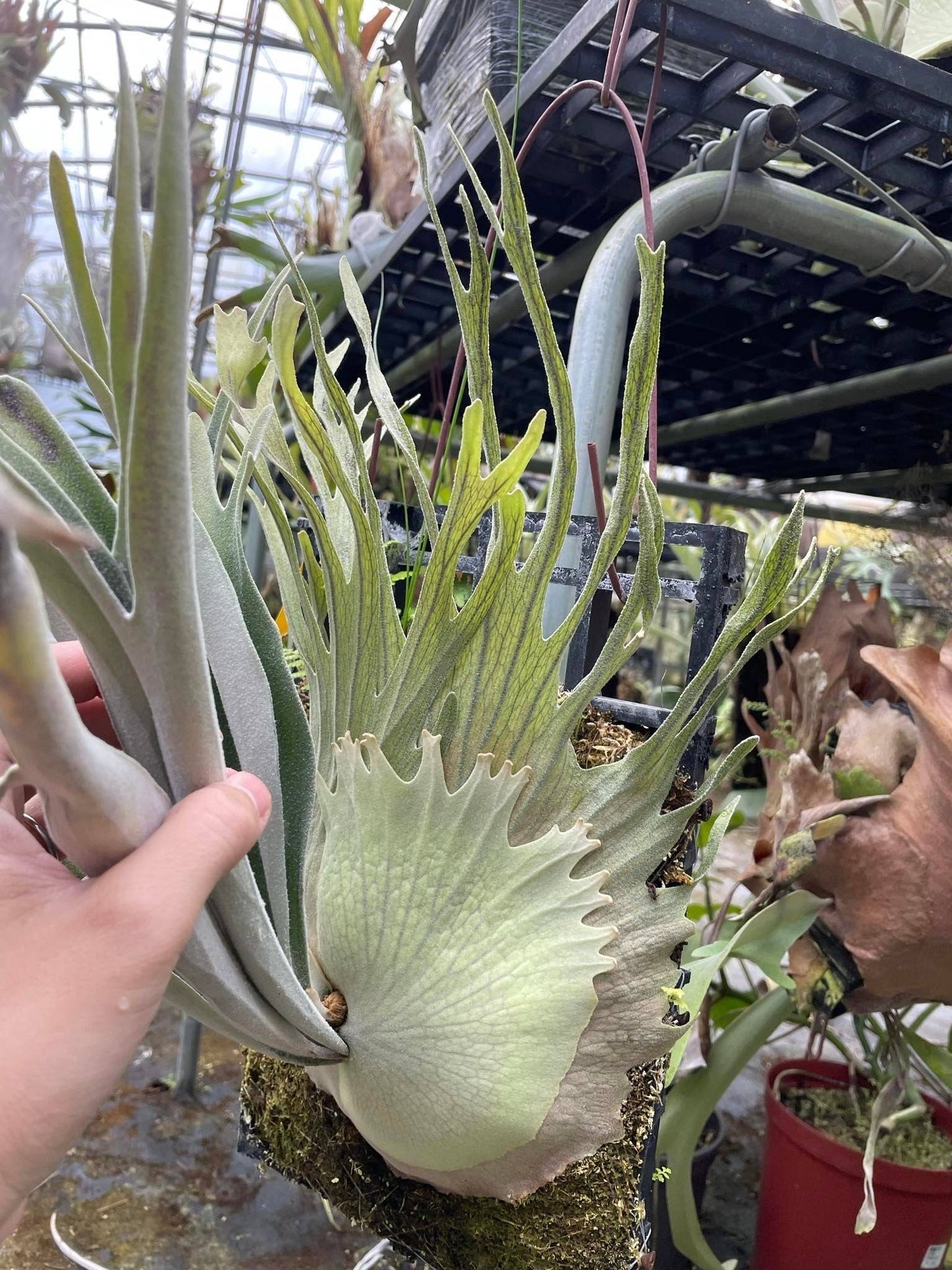 Platycerium Veitchii Auburn River spore