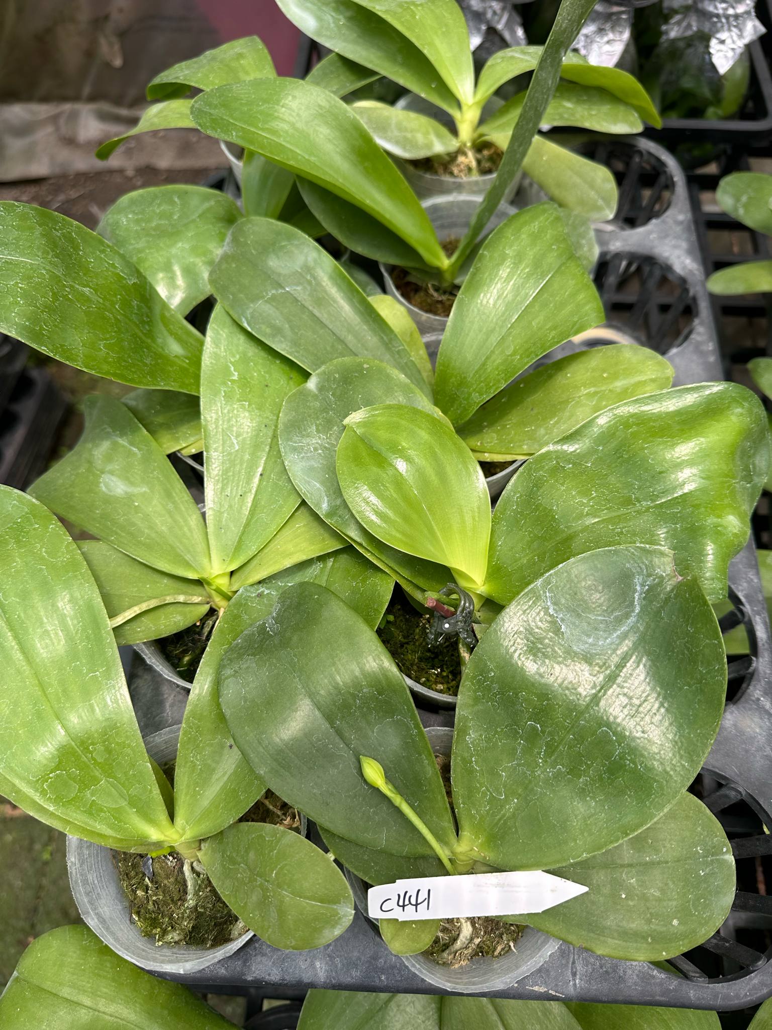 HCorchids