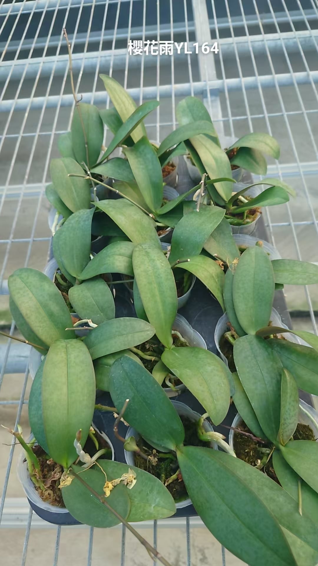 Tray of young Phalaenopsis Sakura Rain - Deep Blue Phalaenopsis Orchid plants in nursery pots, ready for home and garden planting.