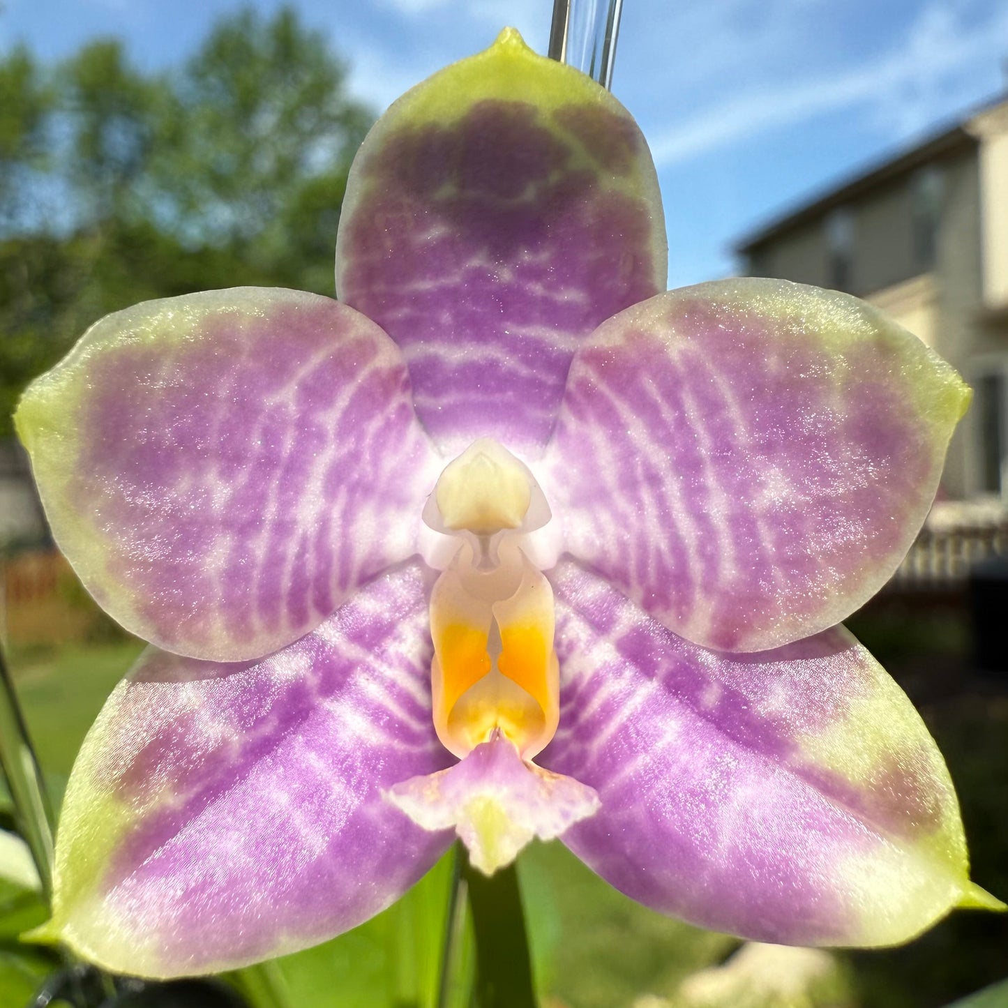 Phal. Mituo Golden Solar