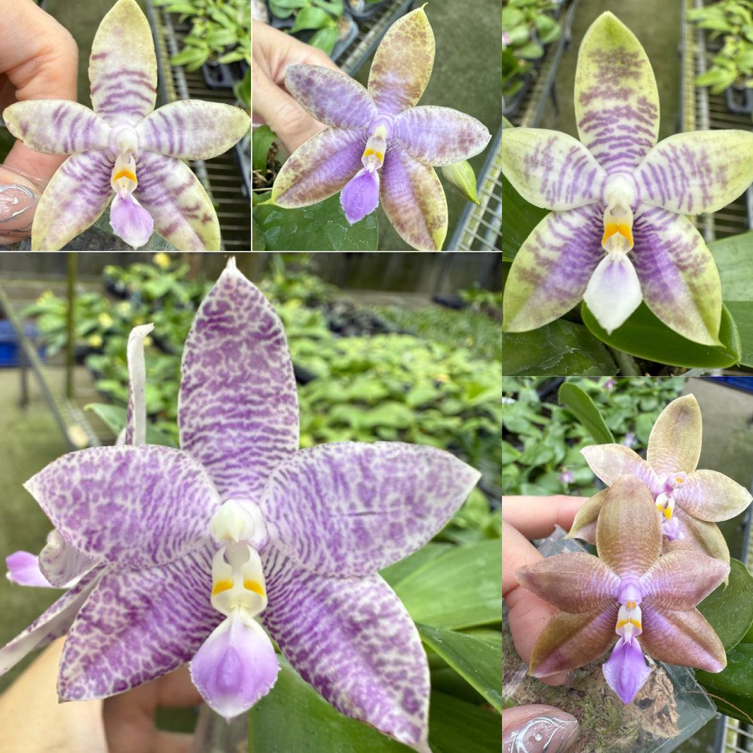 HCorchids