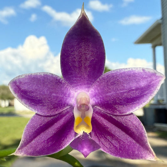 QA117-Phal. Jennifer Palermo X Phal. Mainshow Blue Elf