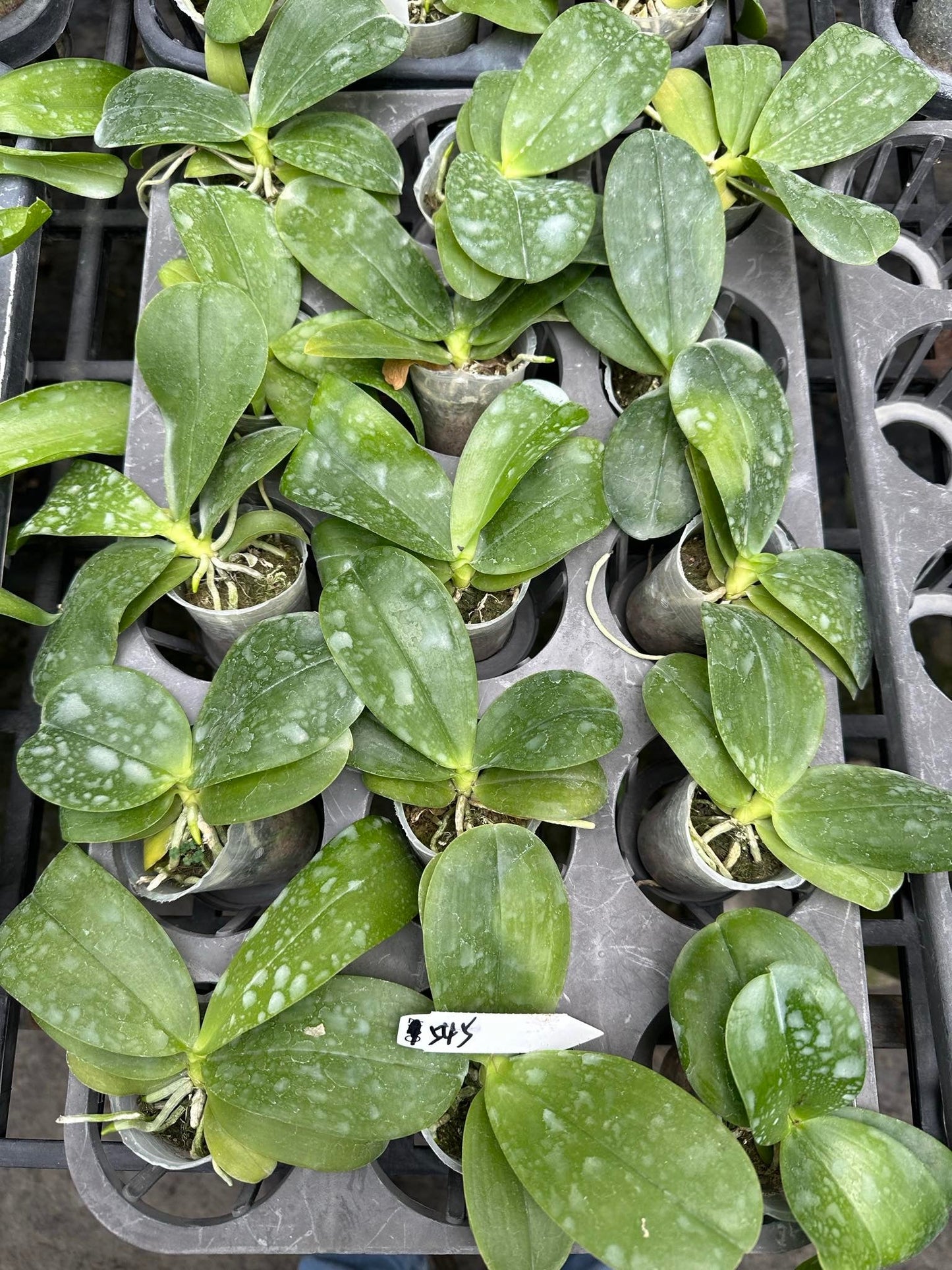 Young Phal. KS Samera x Phal. Lee Wai Queen orchid plants in small pots with green spotted leaves. Healthy seedlings for home gardening.