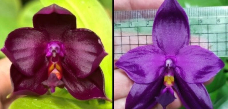 Phalaenopsis (Yaphon Super Jaguar X Zheng Min Etching) "紅黑型優" X ((Yaphon Super Jaguar X Samera) X Yaphon Super Jaguar) "極#1"