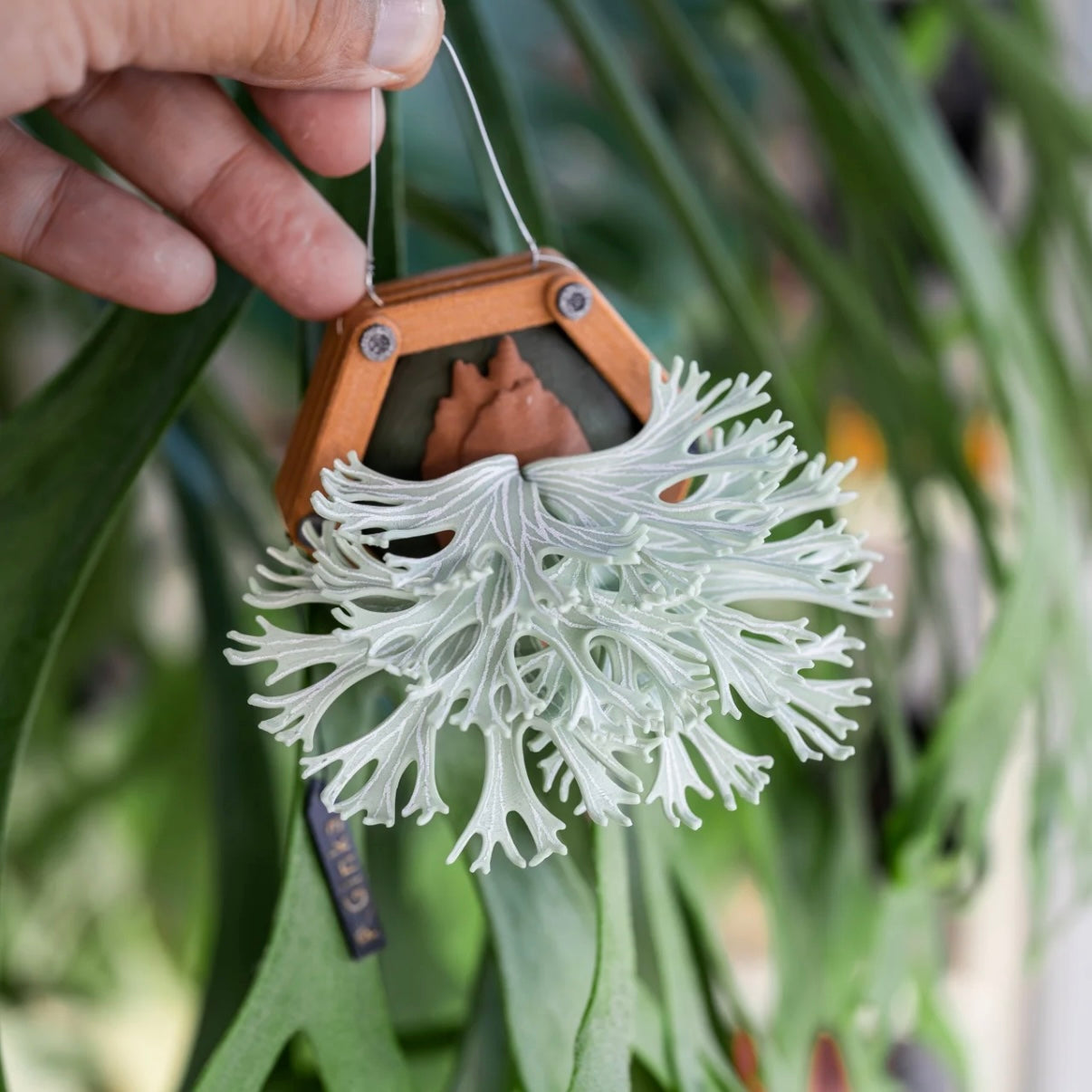P. Ginka 3D-printed magnet, inspired by Platycerium, crafted from PLA and PETG. A stylish, handmade decor piece for home & garden enthusiasts.