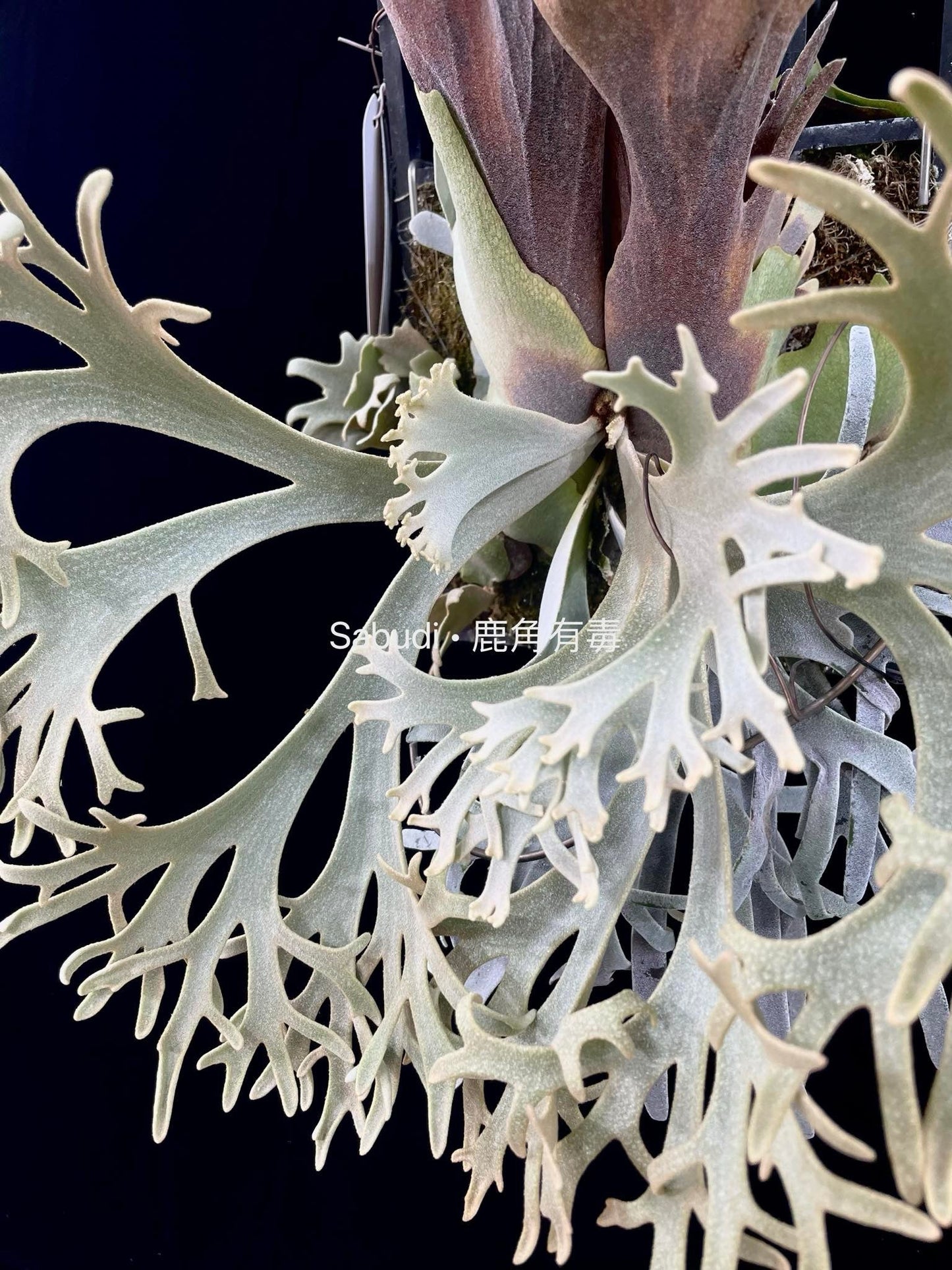 Platycerium Willinckii “Pikachu” pup