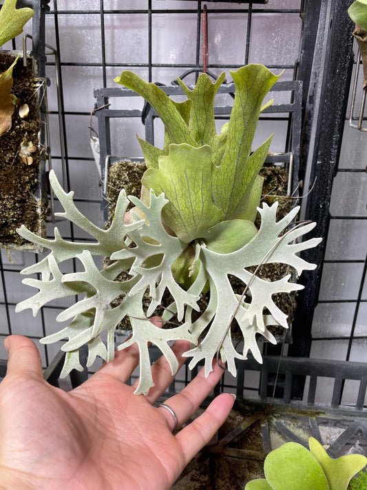 Platycerium Willinckii Blue Queen spore “Dwarf select”