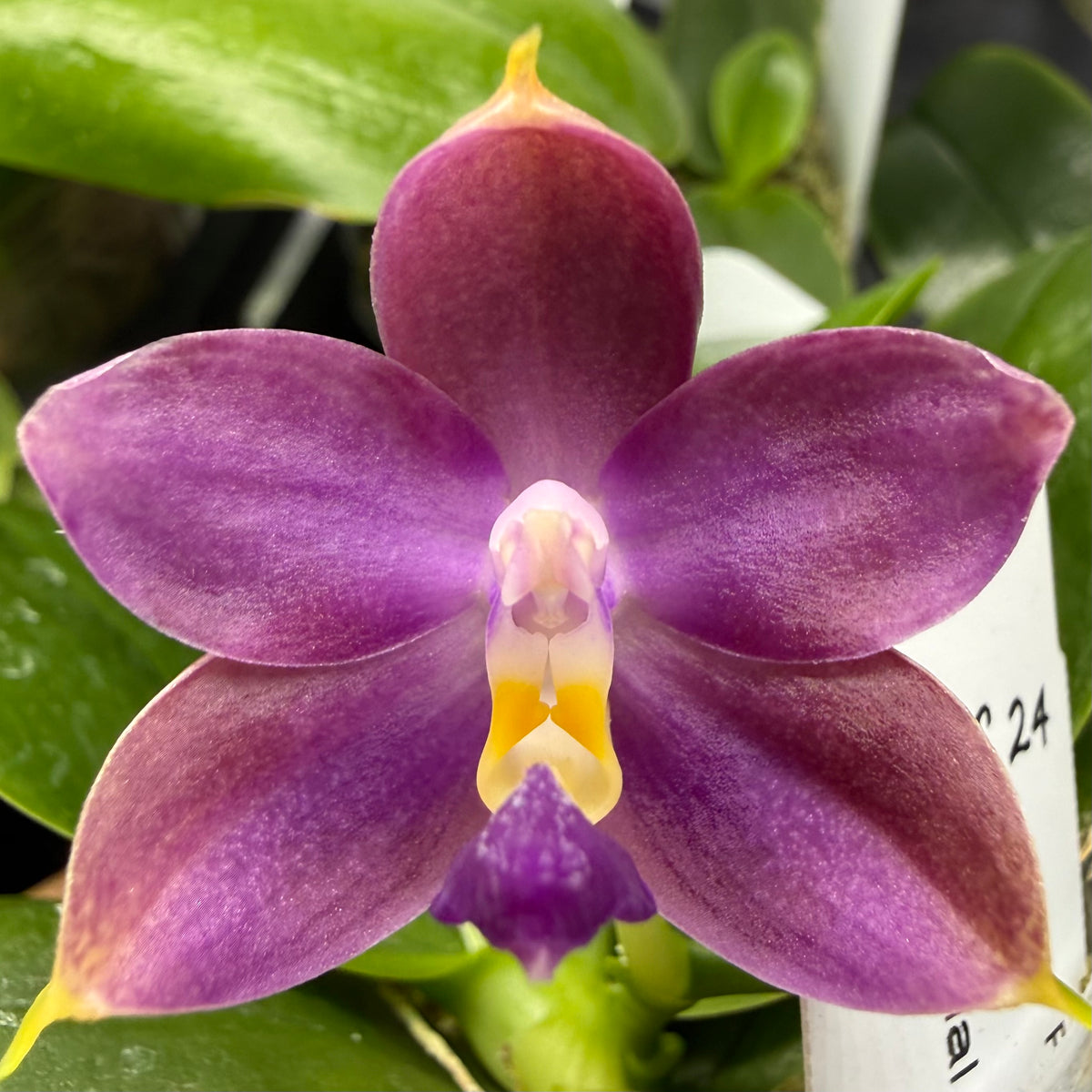 A close-up of a purple orchid flower with a yellow and white center, surrounded by green leaves and a white plant tag.