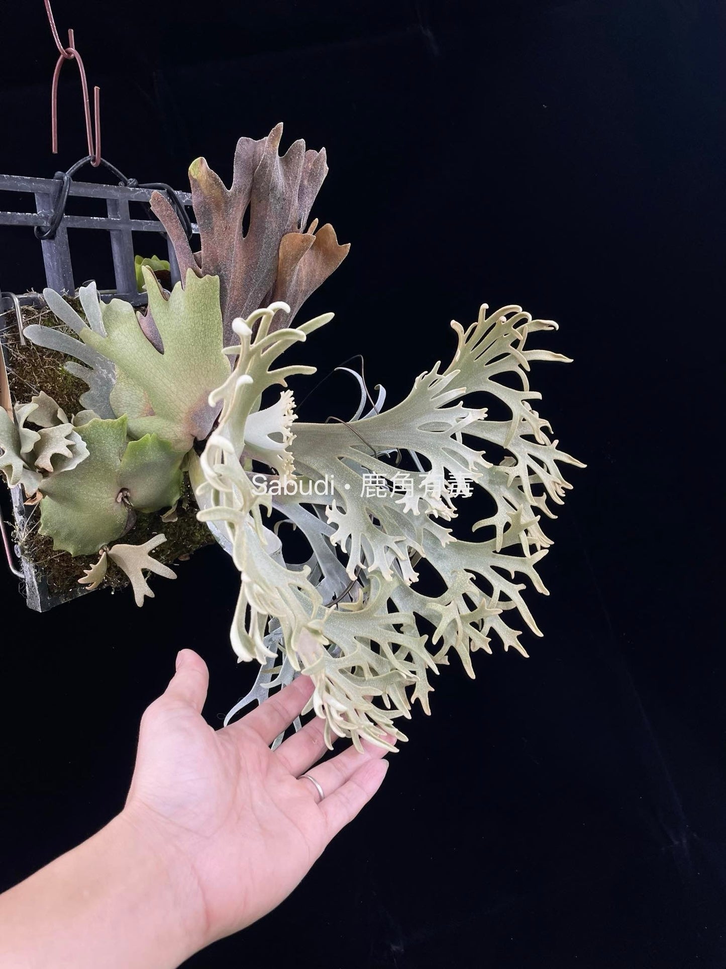 Platycerium Willinckii “Pikachu” pup