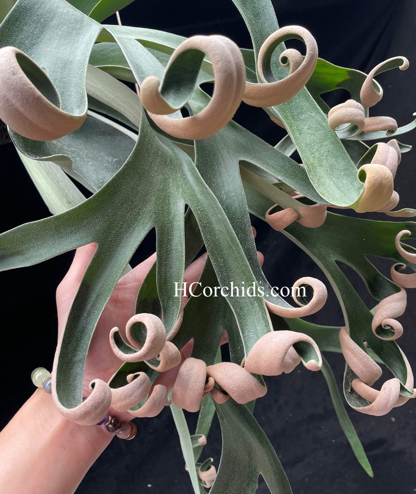 Platycerium Foong Siqi pup