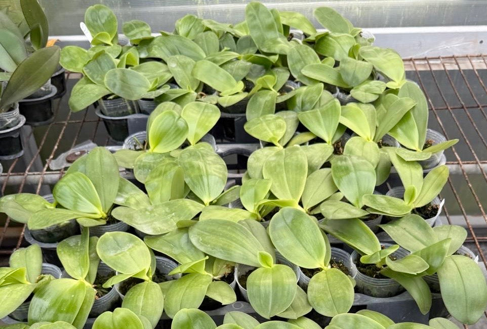 Green leafy houseplants in small pots