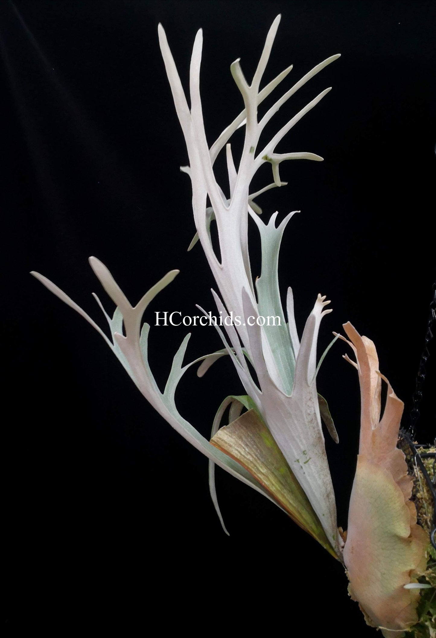 Platycerium Veitchii Sliver