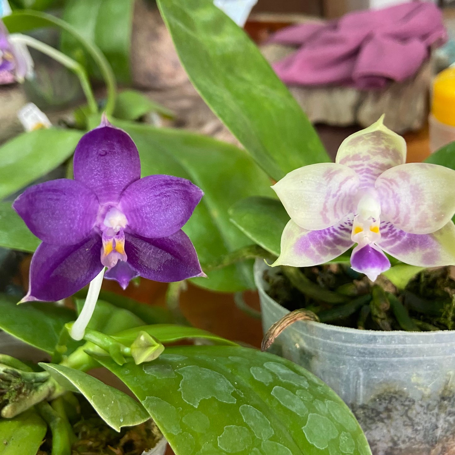 QM429A Phal. Mainshow Sapphire x Phal. Mituo Purple Dragon #4