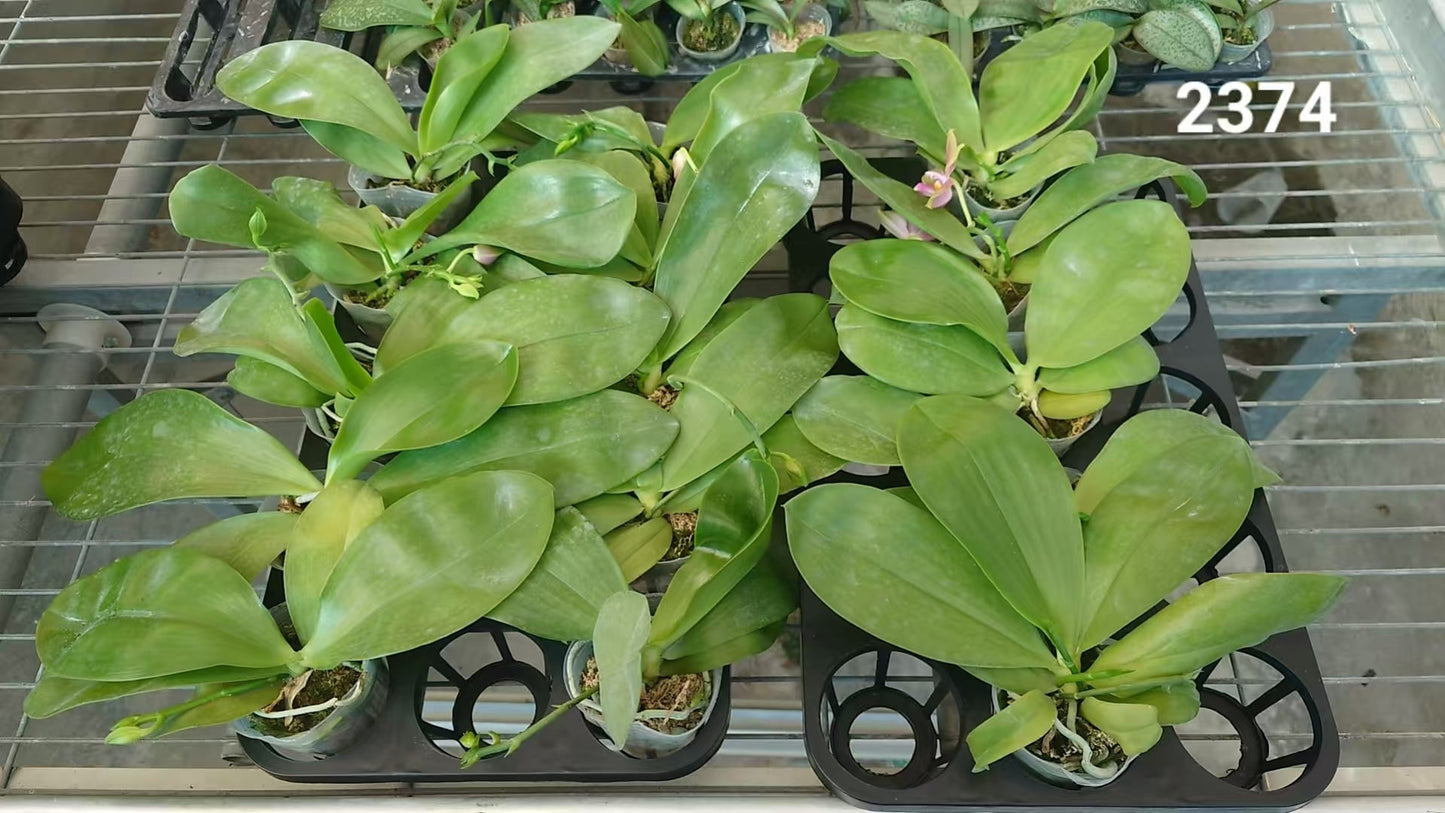 Fragrant Phalaenopsis Seedlings - Healthy young novelty orchids in nursery trays, ready for planting in home and garden collections.