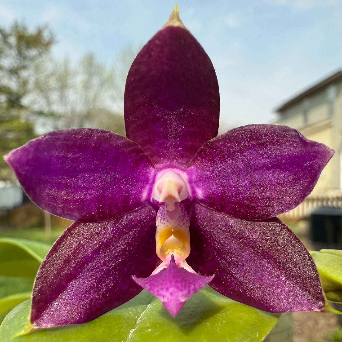 Phal. Mituo Princess x Phal. Mainshow Blue Tint