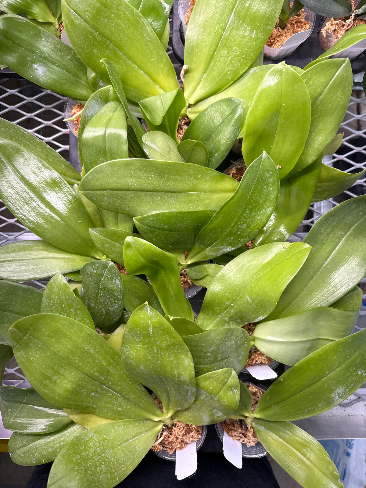Phalaenopsis Mori Java Prince