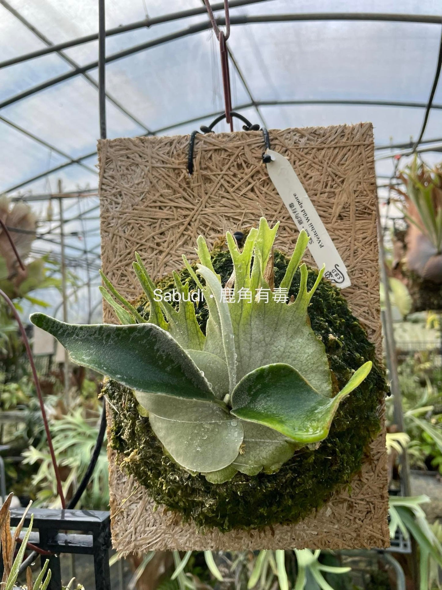 Platycerium Veitchii Wild spore