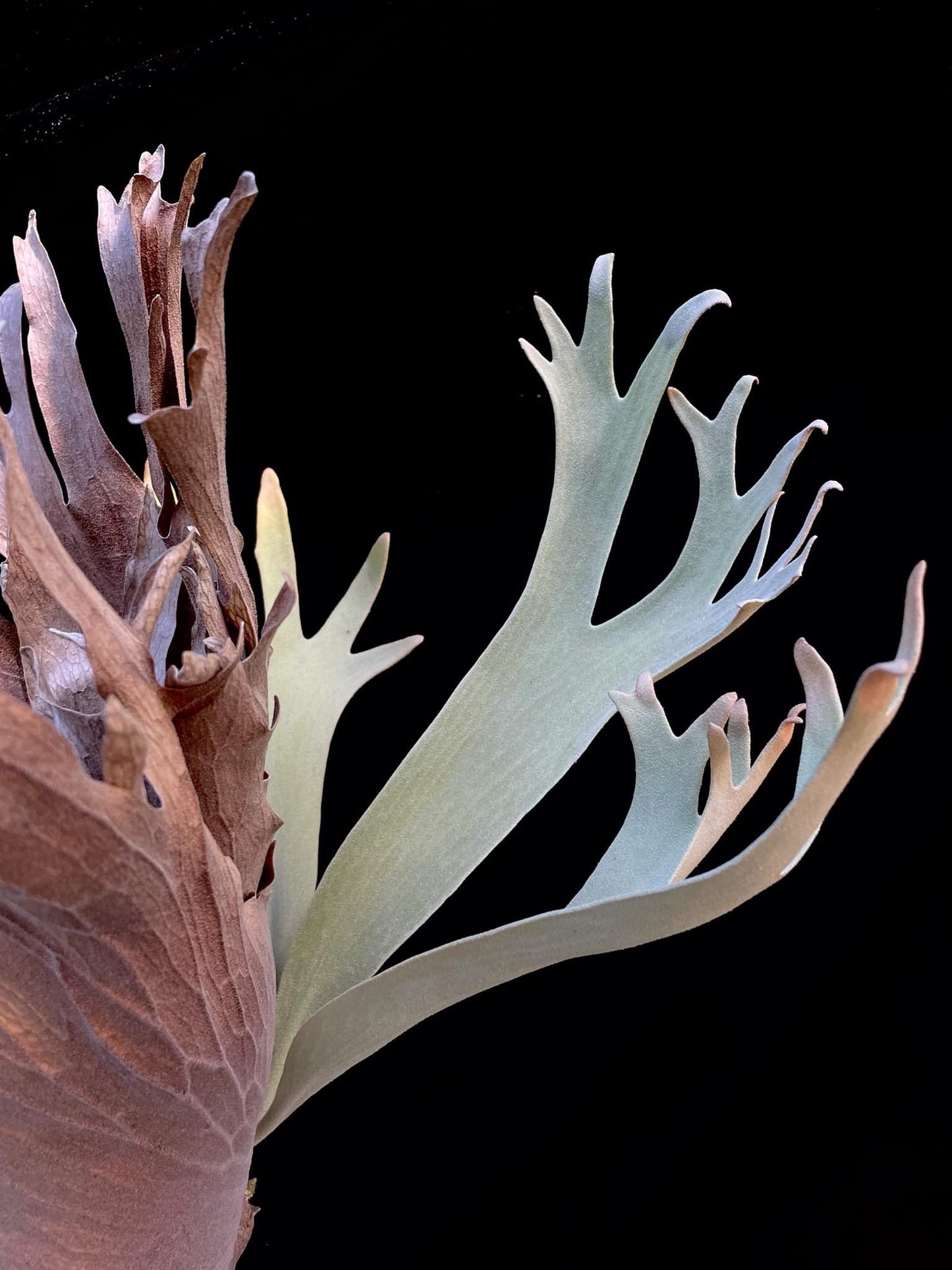 Platycerium Wild Cat X P. veitchii wild pup