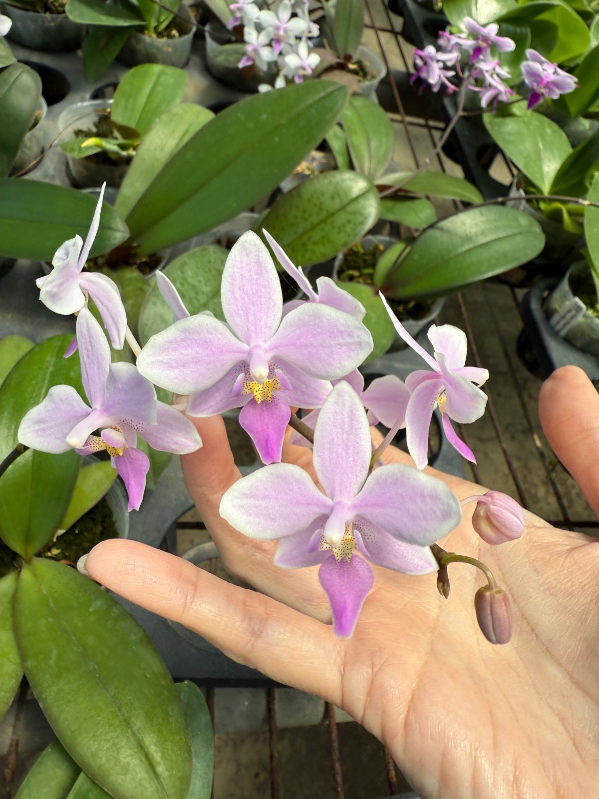 Phal. intermedia x Phal. equestris
