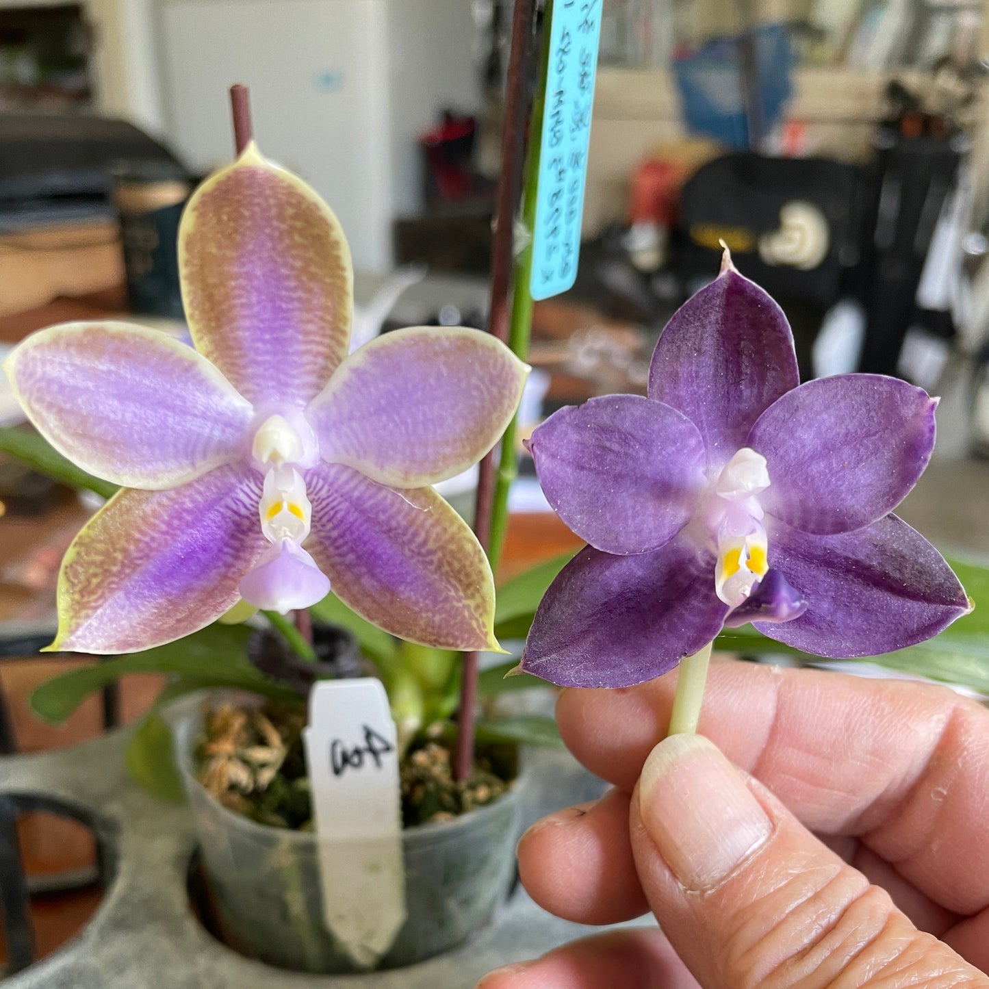 FlaskQA231 - Phal. MS Blue Jewel #2 x Phal. Mituo Purple Dragon 'Blue Whale'