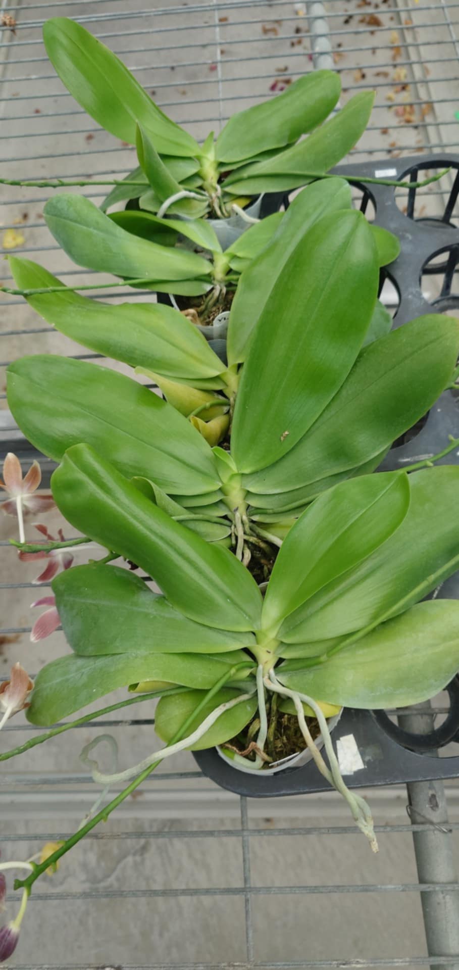 Phal. tetraspis coffee ‘Dark Roast’