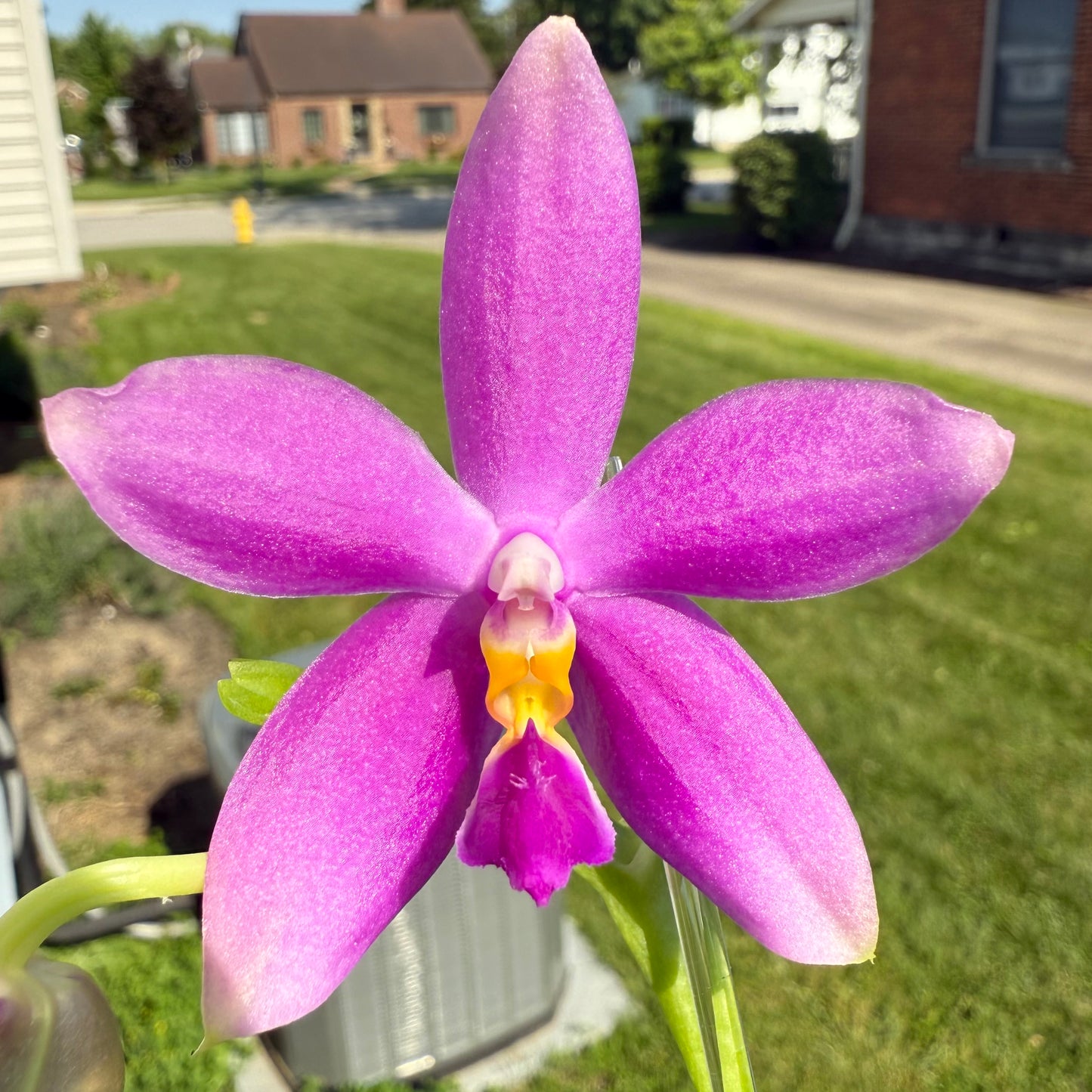 Phal. Lucien Samera x Phal. Vinh Long Red Sun