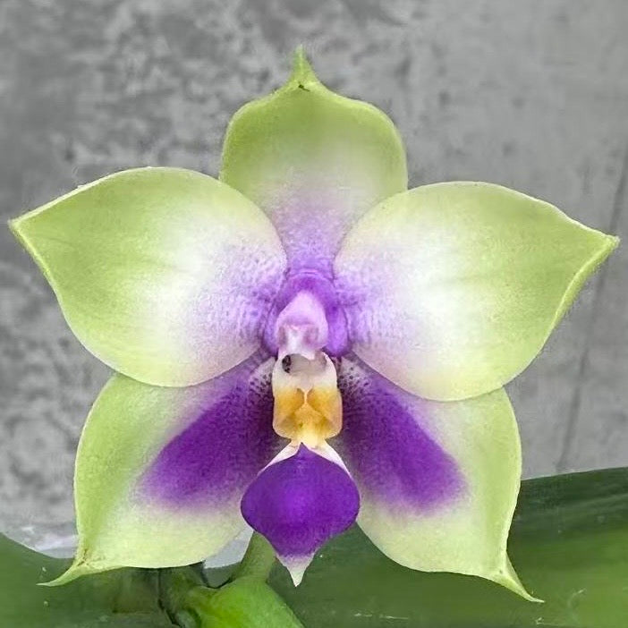 HCorchids