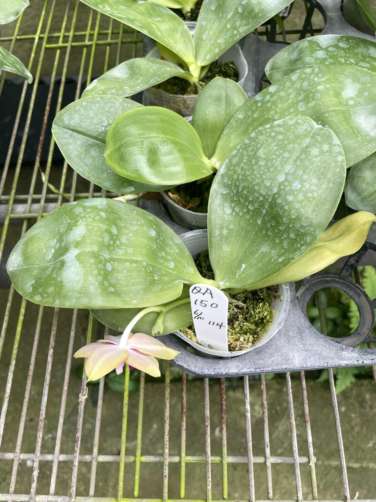 QA150 Phal. Yaphon Lover x Phal. bellina blue