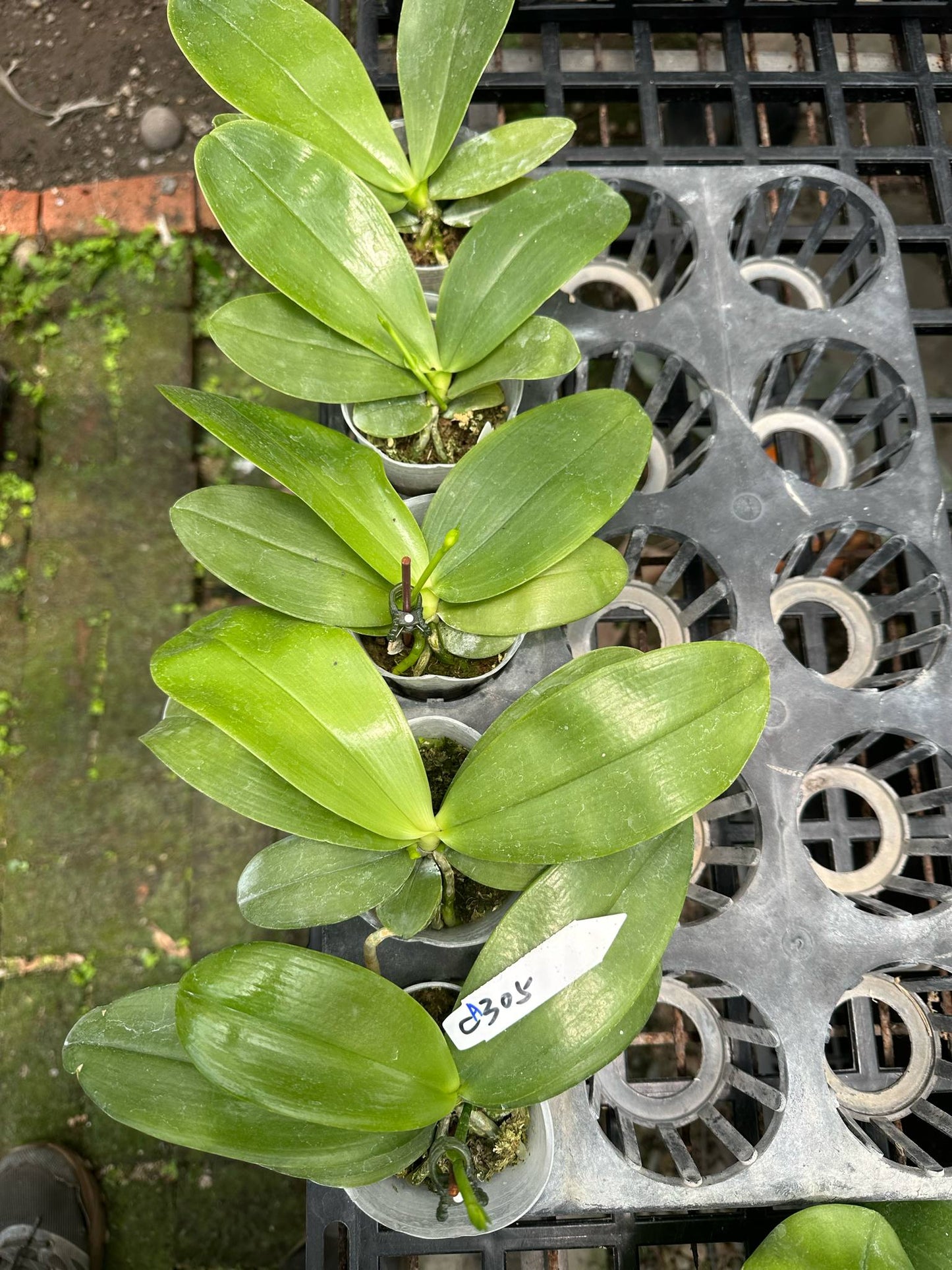 Phalaenopsis ((Yaphon Evergreen x LD Purple Bear) x Summer Pretty)