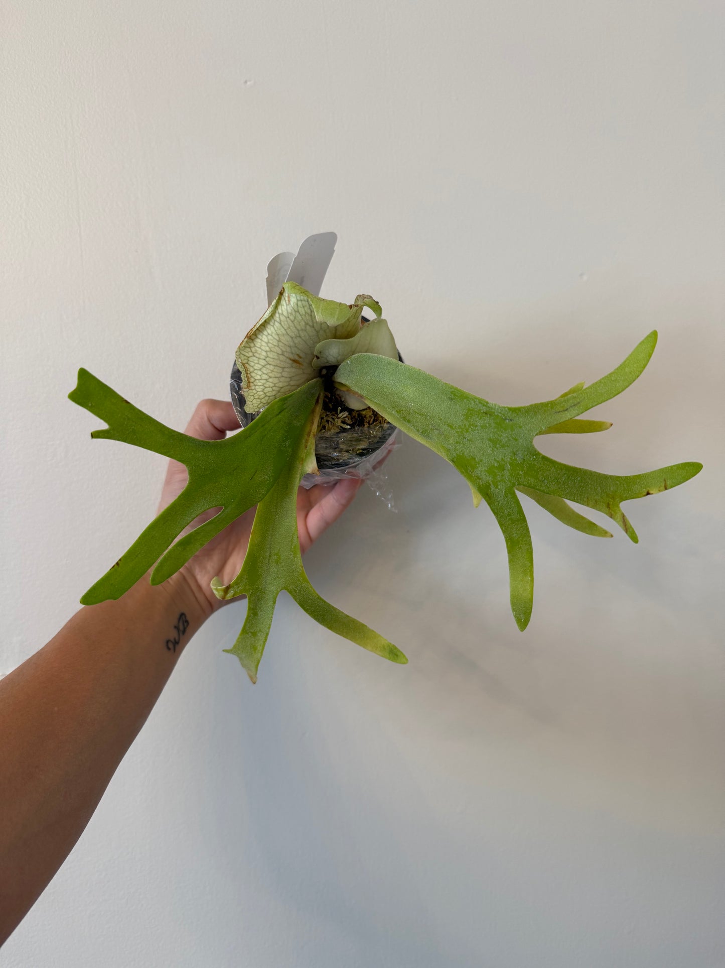 Willinckii staghorn fern plant