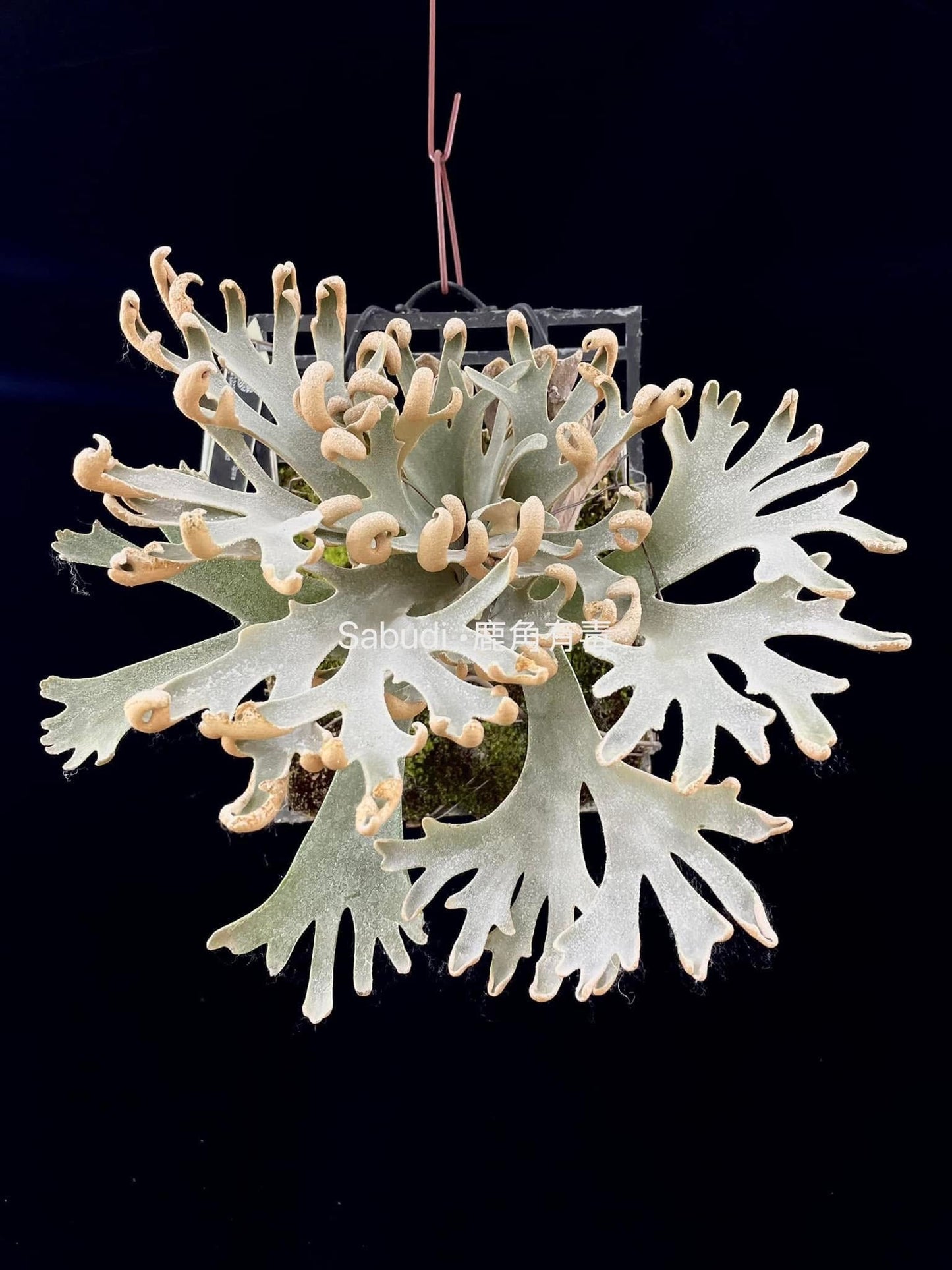 Platycerium Willinckii “Mew” spore