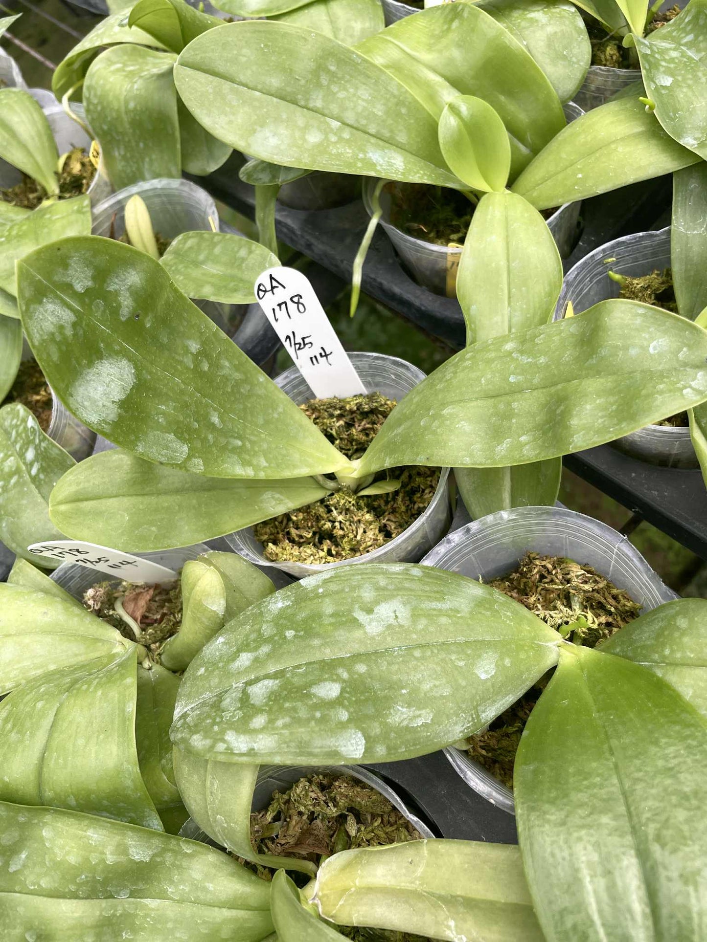 Young Novelty Phalaenopsis QA178 plants in nursery pots with broad green leaves, ideal for indoor gardening and orchid enthusiasts.