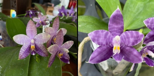 QA121-Phal. Mainshow Blue Wave x Phal. Mainshow Blue Elf