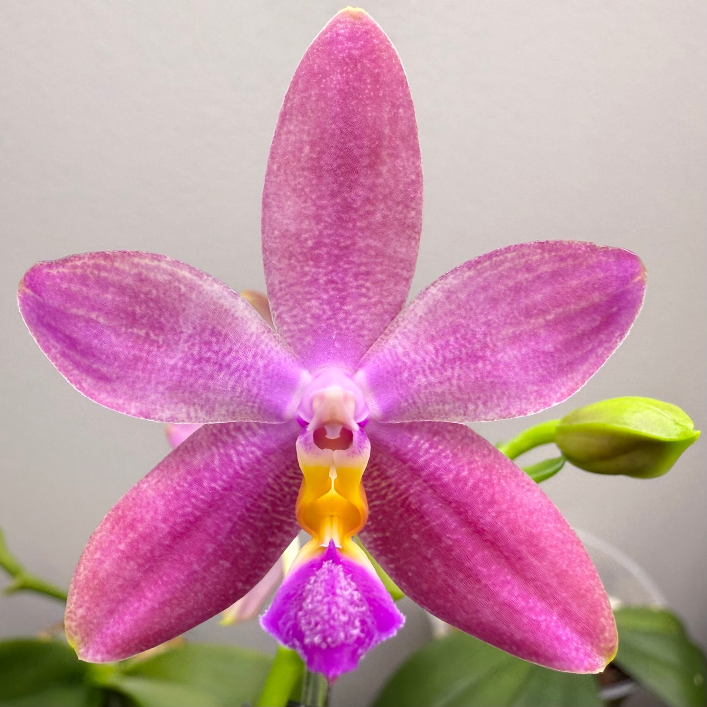 Phal. Lucien Samera x Phal. Vinh Long Red Sun