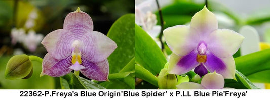 Phalaenopsis Freya's Blue Origin 'Blue Spider' x P. LL Blue Pie 'Freya' orchid with delicate purple and white petals. A rare novelty orchid for collectors.