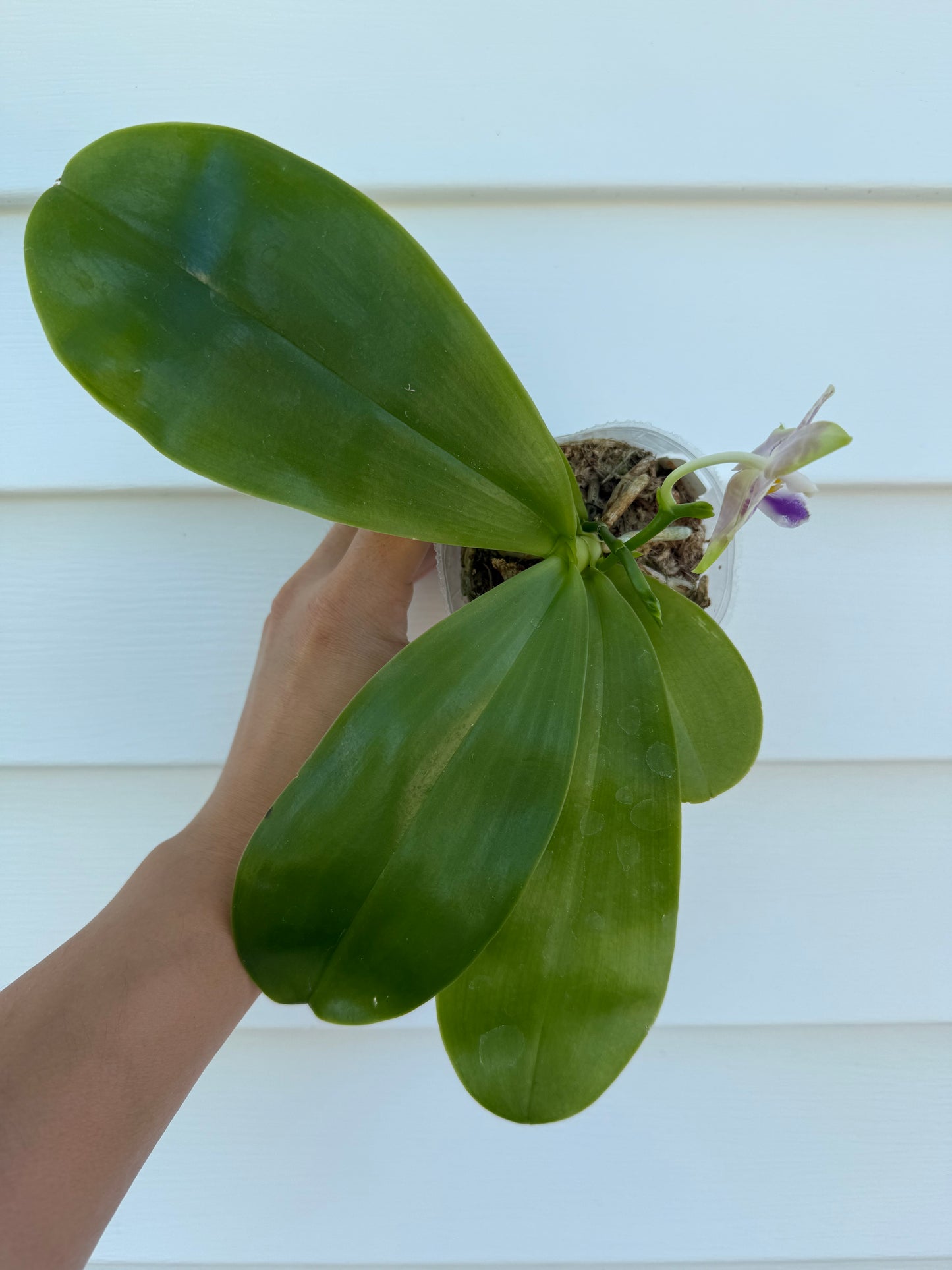 QA108 - Phal. Norman's Blue Jennifer x Phal. Mainshow Magic