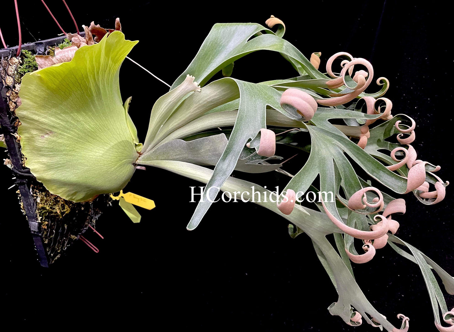 Platycerium Foong Siqi pup