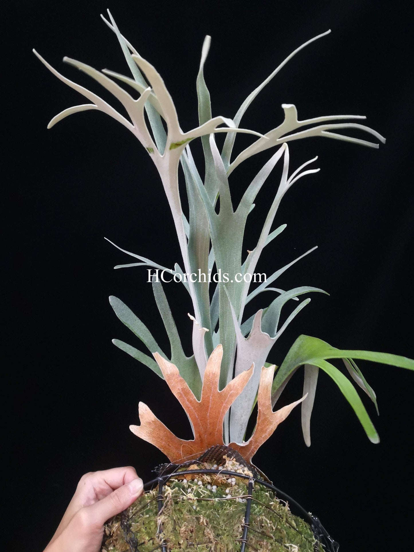 Platycerium Veitchii Sliver