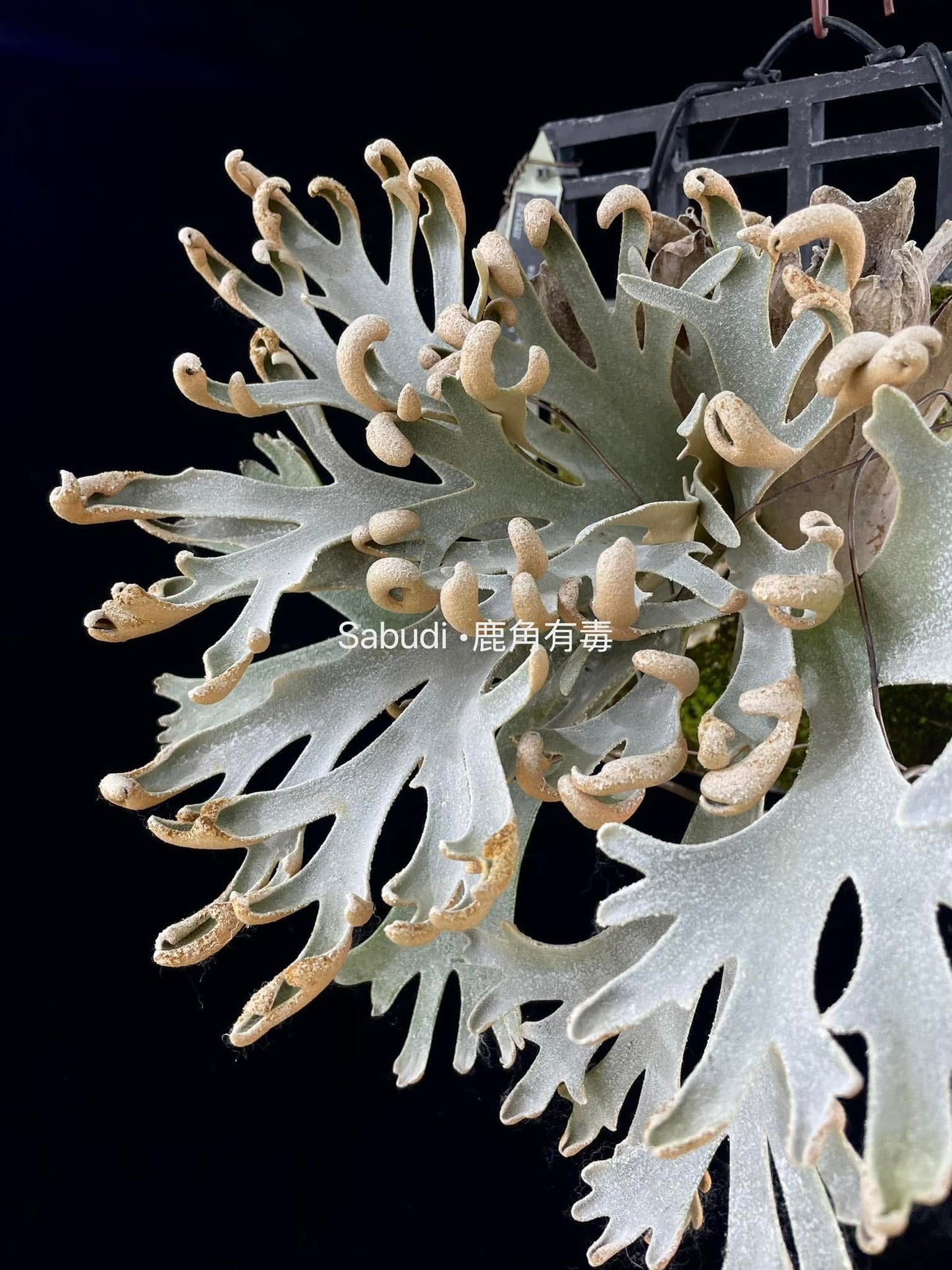 P. Willinckii “Mew” spore