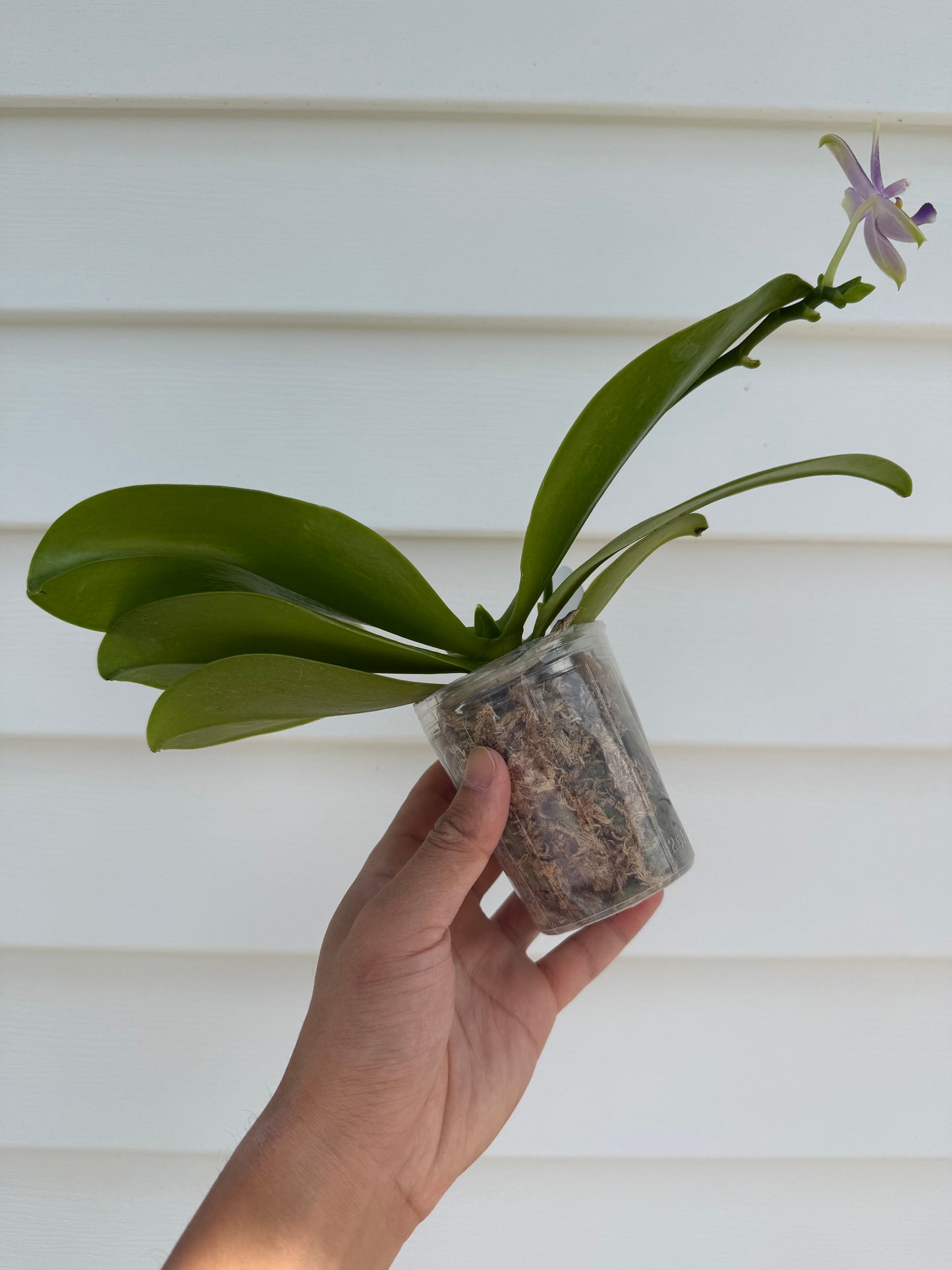 CA628 - Phal. Micaels Blue Rock X Phal. (Yaphon The Hulk X Bellina)