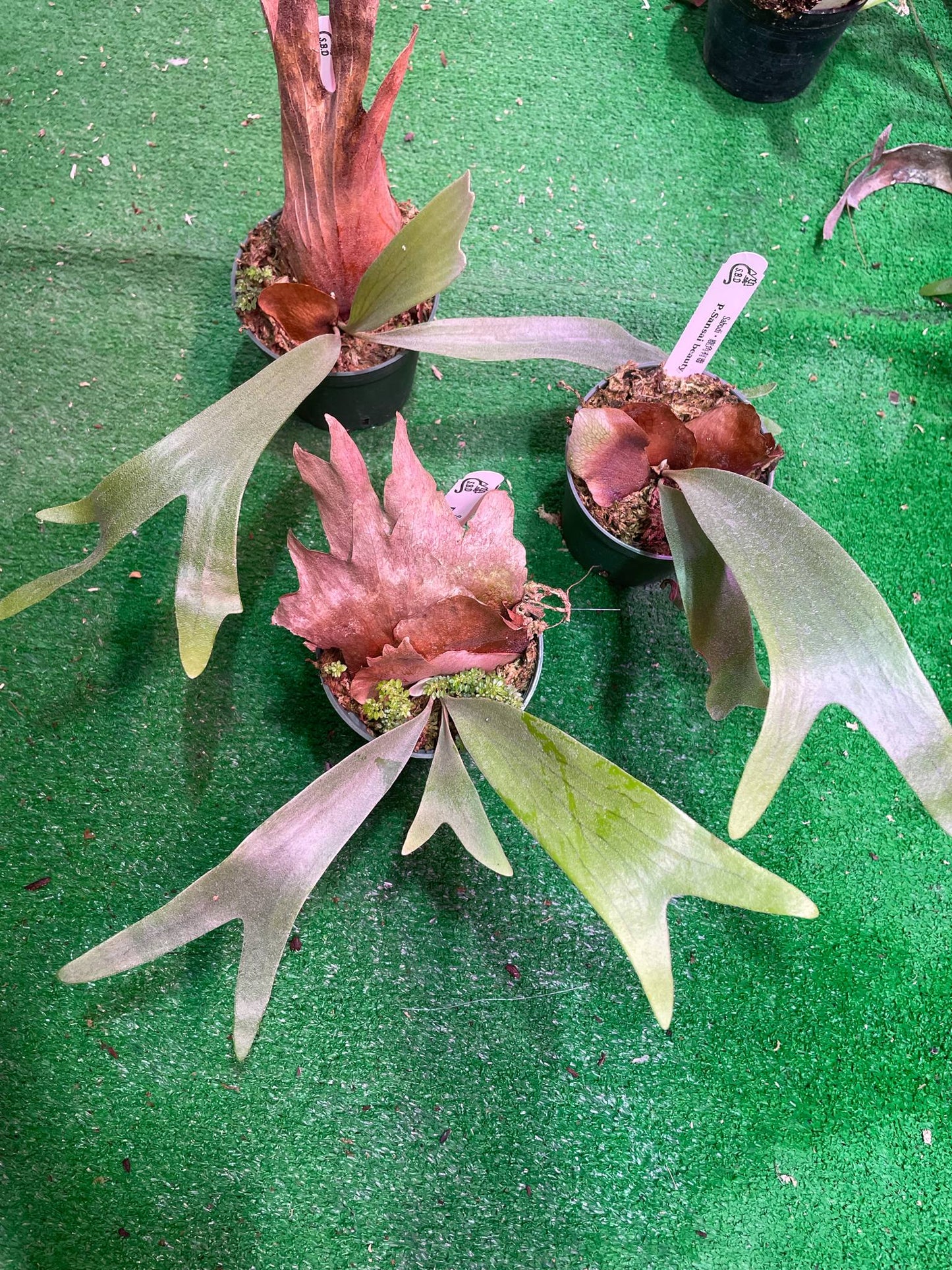 Platycerium Sansai Beauty pup