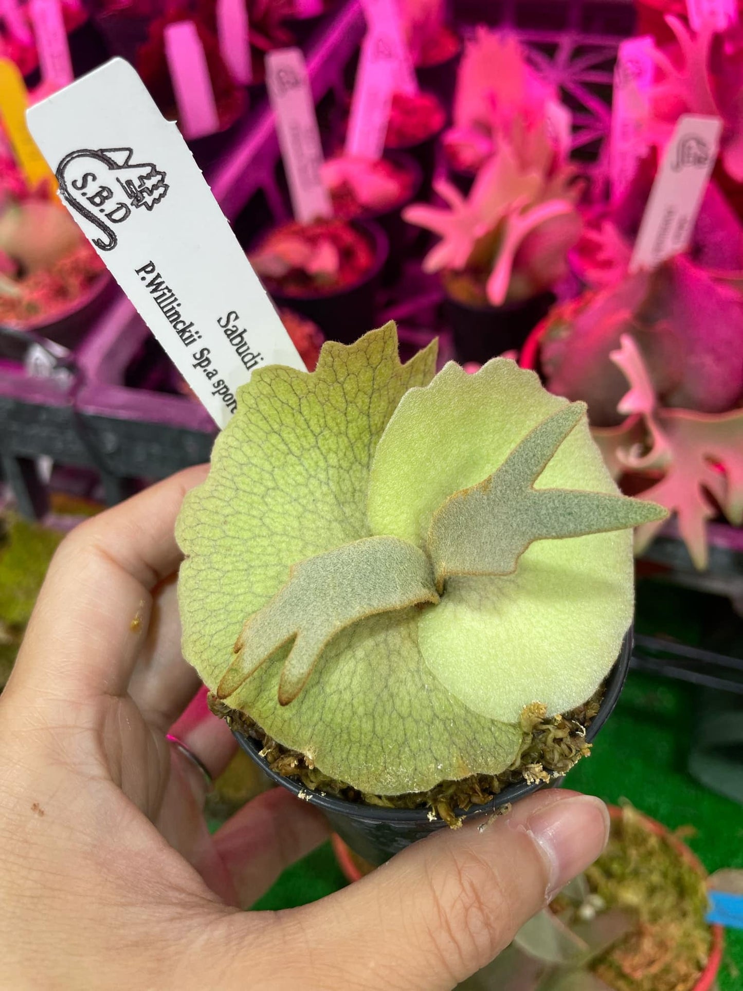 Platycerium Willinckii Sp.a spore “dwarf select “#1