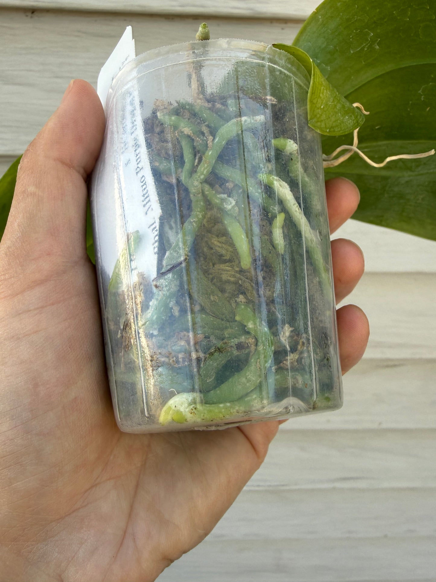 Phalaenopsis (Mainshow Blue Wave x Mituo Purple Dragon)