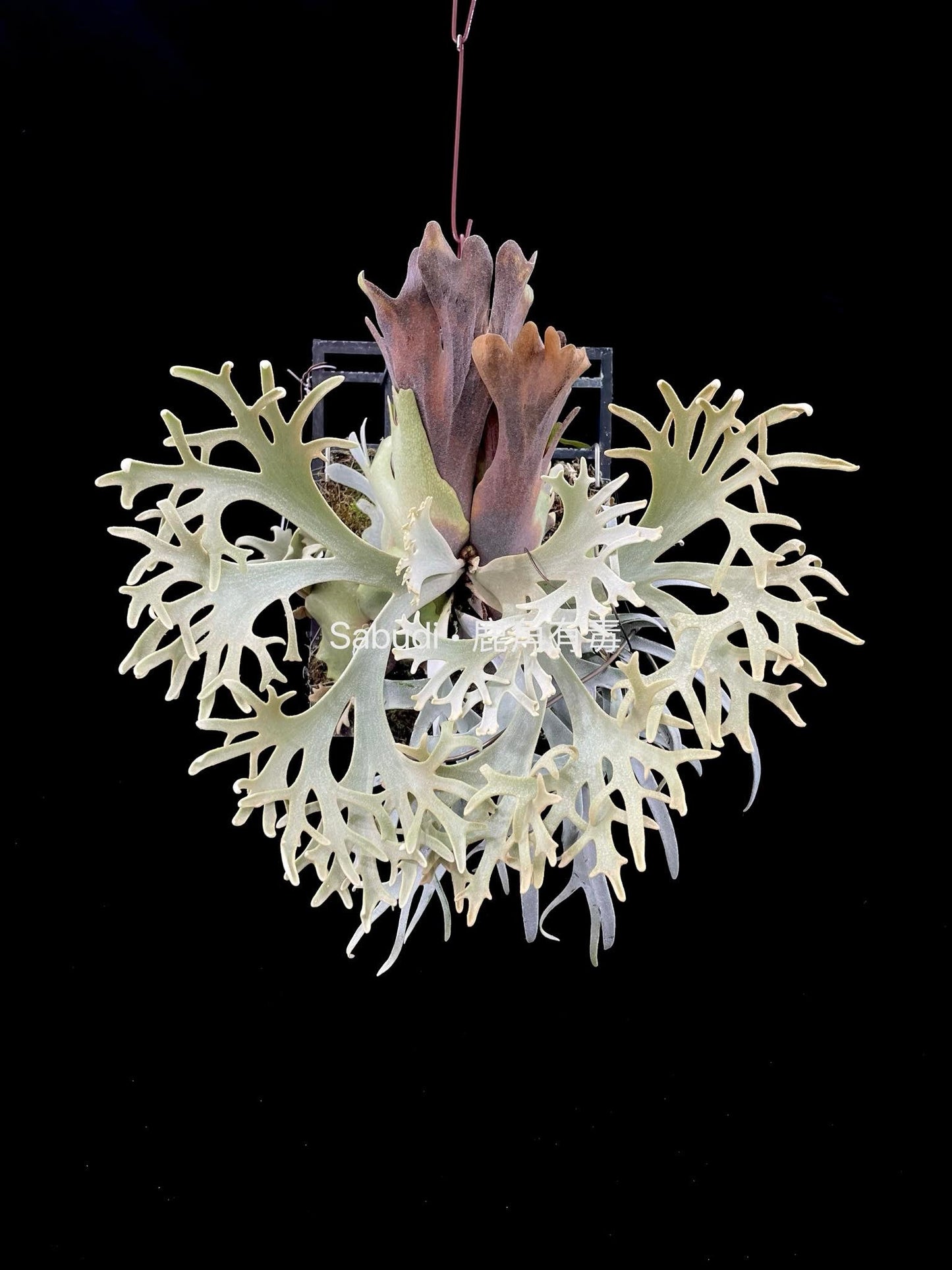 Platycerium Willinckii “Pikachu” pup